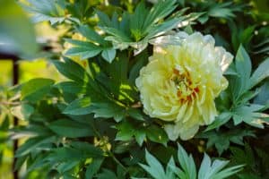 When to prune a tree peony. Prune spent flowers through summer, prune dead stems in winter and remove leggy stems in spring by one third