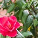 Why is my Camellia not flowering. The most common reasons are lack of water when buds are forming, over feeding, and morning frost combined with morning sun.