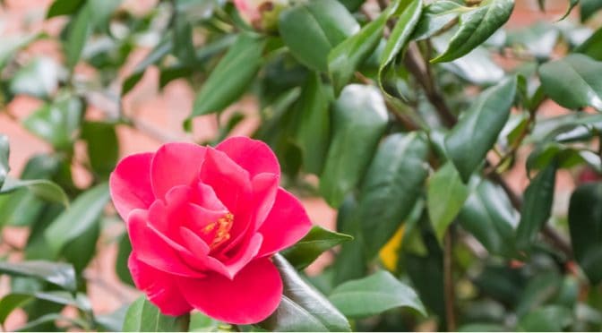 Why is my Camellia not flowering | Pyracantha.co.uk