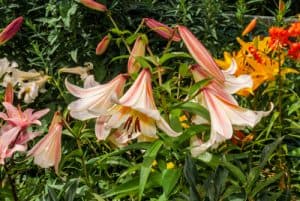 Growing lilies. Plant lily bulbs in full sun in well-drained soil.