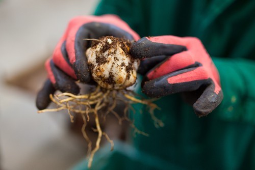 Planting lily bulbs. Plant in autumn or early spring and plant around 20cm deep and add a layer of grit at the bottom of the hole to improve drainage.