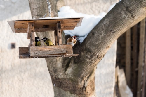 Birds in winter eating from bird table.jpg