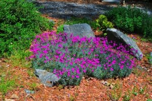 Dianthus is another pink fan favourite known for its pink flowers that are toothed and appear in the summer, there are also many other colours including reds and white.