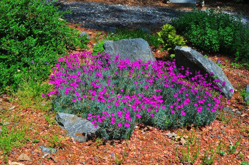 Dianthus is another pink fan favourite known for its pink flowers that are toothed and appear in the summer, there are also many other colours including reds and white. 