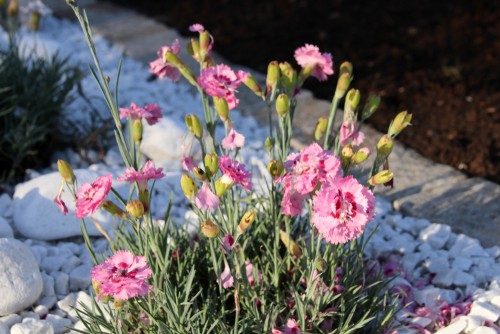 Dianthus are perfect for rock gardens