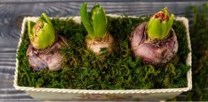 Forcing hyacinth bulbs - when and how to force hyacinth bulbs. Forcing hyacinth bulbs is a process where you force hyacinths to flower earlier so you can grow indoors over winter and at Christmas. Follow step by step now