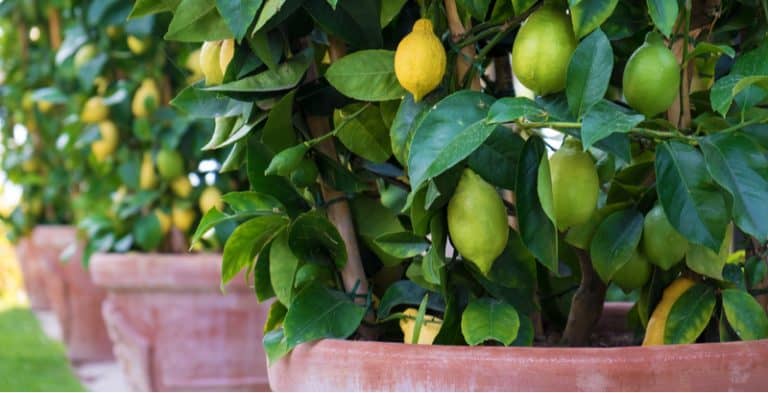 Growing citrus in pots and containers - Beginners Guide | Pyracantha.co.uk