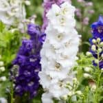 Growing delphiniums can be very rewarding, firstly they need full sun or light shade and need to be planted in fertile well-drained soil. Learn more now