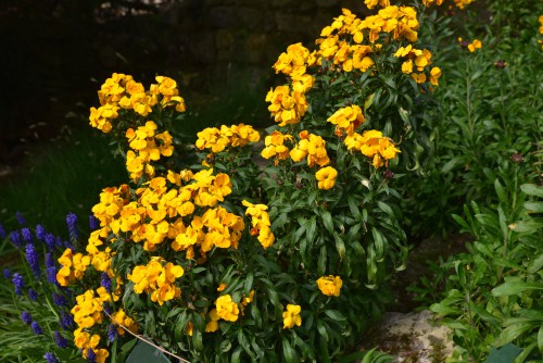 Plant young wallflowers outside