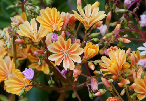 Called little plum because of its little clusters of star-shaped flowers in shades of pink and apricot. These flowers appear at the start of spring and remain present at the end of the summer. 