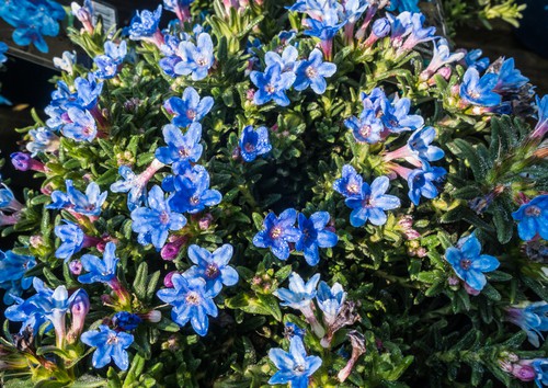 This evergreen forms a mat of foliage and is set against bright blue flowers. Like others though, it flowers in spring and summer. It prefers acidic soil so it might need to be planted in a container and then buried in your trough if you have more than one in the same space. These will reach full heights of 20cm but they can spread prolifically. If grown in containers they do need to be watered more often than most other rockery plants as they hate to be dry but they dislike being stood in water.