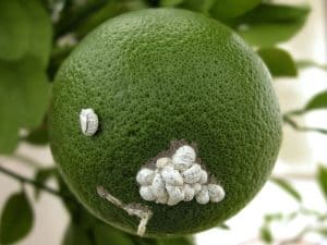 Mealybugs on citrus trees