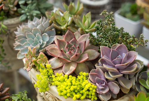 Overwinter hardy succulents grown in containers outdoors