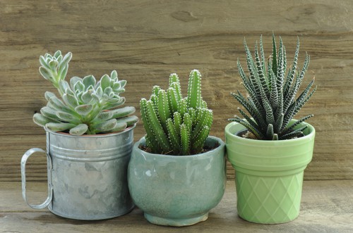 Overwinter more tender succulents but bring them indoors