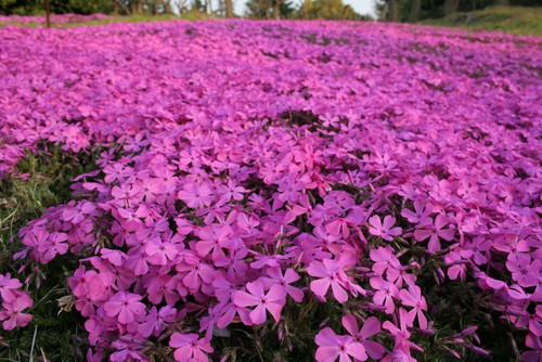 Phlox boast magenta flowers come spring with a mound of green foliage. They prefer sunny areas that are more open. Similar to other alpines though they reach heights around 10cm but will spread and spread if left to there own devices. Phlox are very hardy and there are lots of different varieties and colours too. 