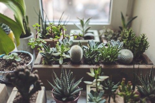 Succulents are best placed o a south facing windowsill over winter