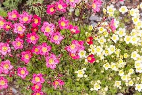 For a more slow-growing option, Saxifraga brings with it star-shaped flowers that are pink, nestled above a rich, red stem. The foliage underneath is a bright evergreen and forms a nice round compact mound. You can propagate these easily too if you enjoy your first batch; just remove a rosette of foliage and put it in another pot. At full maturity, they reach about 12cm tall but will spread 5-6 times this. 