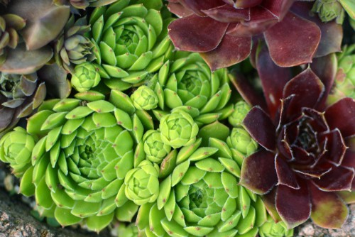 You can find a multitude of varieties for the sempervivum, each with delightful rosettes of leaves. You can propagate these as easily as the Saxifraga, by just removing a rosette and planting it deeply in another container. This works because the roots get formed through the rosette, not the bottom of the stem. A smaller option though, it won’t get taller than 5cm. These grow very well when planted on their sides alongside rock walls.