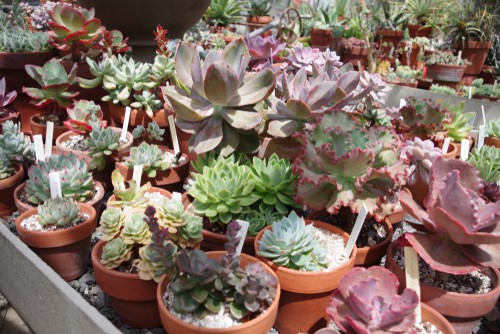 Overwintering succulents in a greenhouse