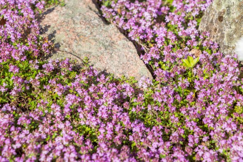 Thyme herb plant - perfect for rockeries