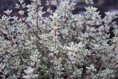 A stunning thyme plant, it grows differently than others of its kind by spreading up, not out. It still has the quintessential, variegated leaves of green and silver throughout the year though, and at full maturity spans 10cm and is also great for cooking. Other spreading varieties of thyme are also worth considering as they are equally easy to grow and at home planted in a rockery.