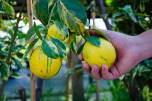 Citrus Lemon Variegated Pink