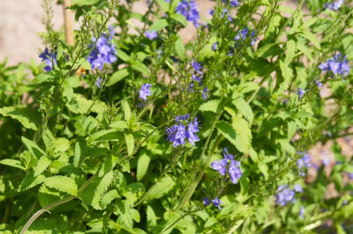 This is a spreading plant, one that will create a mat of foliage set apart by its blue flowers inside of which are white eyes. They bloom at the start of spring, onward. 