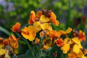 when to plant wallflowers