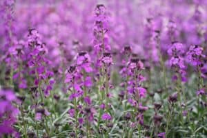 Growing wallflowers can be very rewarding and they put on a spectacular show. Learn how to plant, care for and grow wallflowers to get the best display.