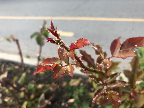 Aphids on rose bush leaves