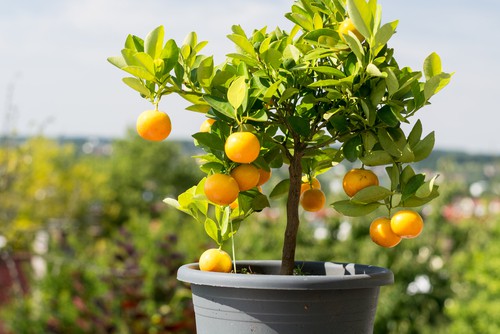 caring for orange trees