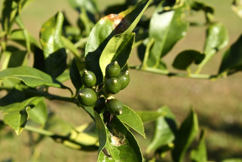 citrus leaf problems caused by cold