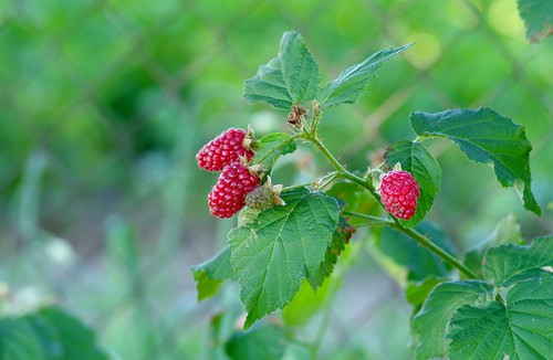 Growing Tayberry plants