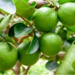 Growing Lime trees in pots and containers is one of the best ways to grow citrus limes in the Uk. Learn more about planting and caring for lime plants now.