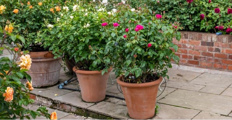 how-to-plant-and-grow-roses-in-container-or-pots-container-roses