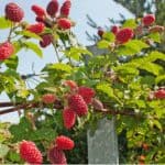 How to grow Tayberries - Growing tips and advice