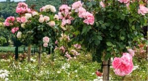 How to plant a standard rose bush