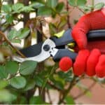 Standard roses when it comes to pruning need to be treated a little differently than normal roses. Learn how to prune standard roses step by step and when.