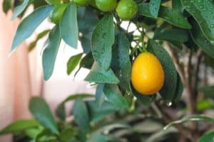 Kumquat tree