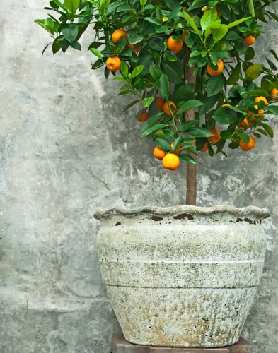 planting citrus orange trees