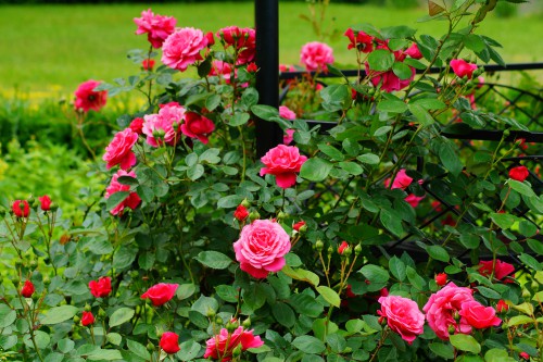 rose bushes in garden