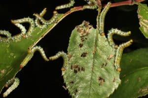 Sawfly on roses which strip leaves off stems