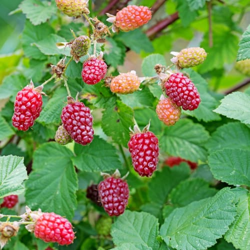 Tayberries ready to pick