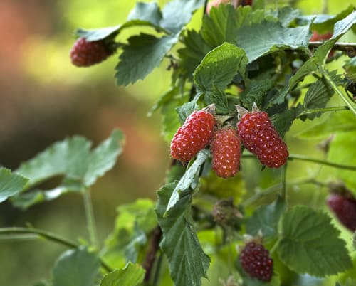 Choosing Tayberry varieties