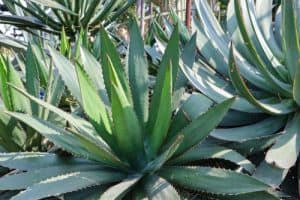 Whale’s Tongue Agave (agave ovatifolia)