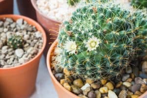 Pincushion Cactus (mammillaria crinita)