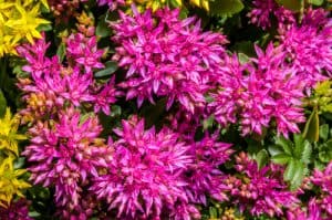 Roseum (sedum spurium)