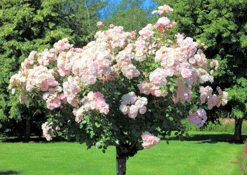 Standard rose tree care