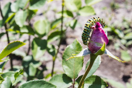 Caterpillar eating rose bush