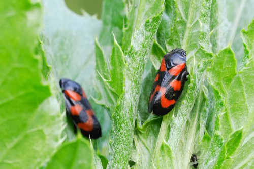 Froghopper beetles